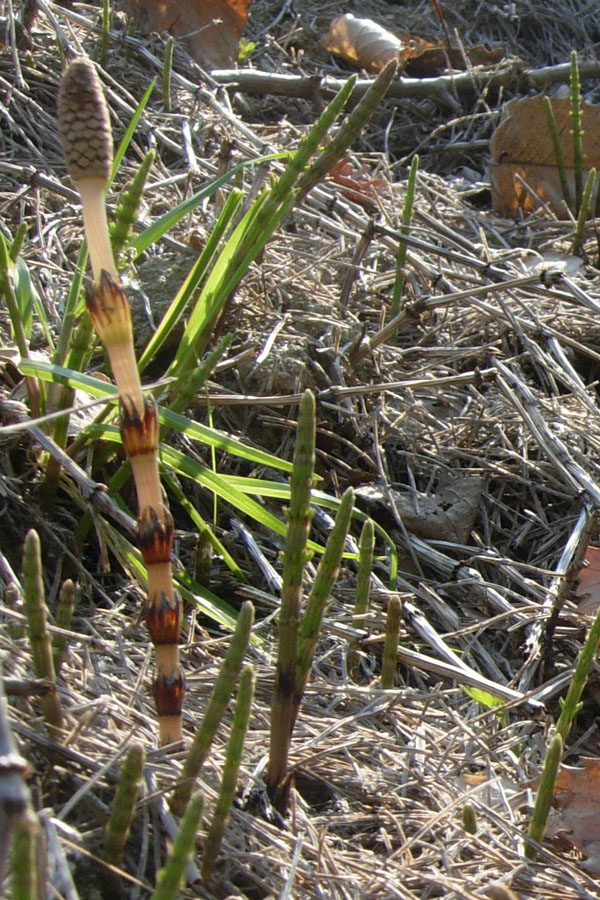 Confusioni tra Equisetum telmateja e arvense